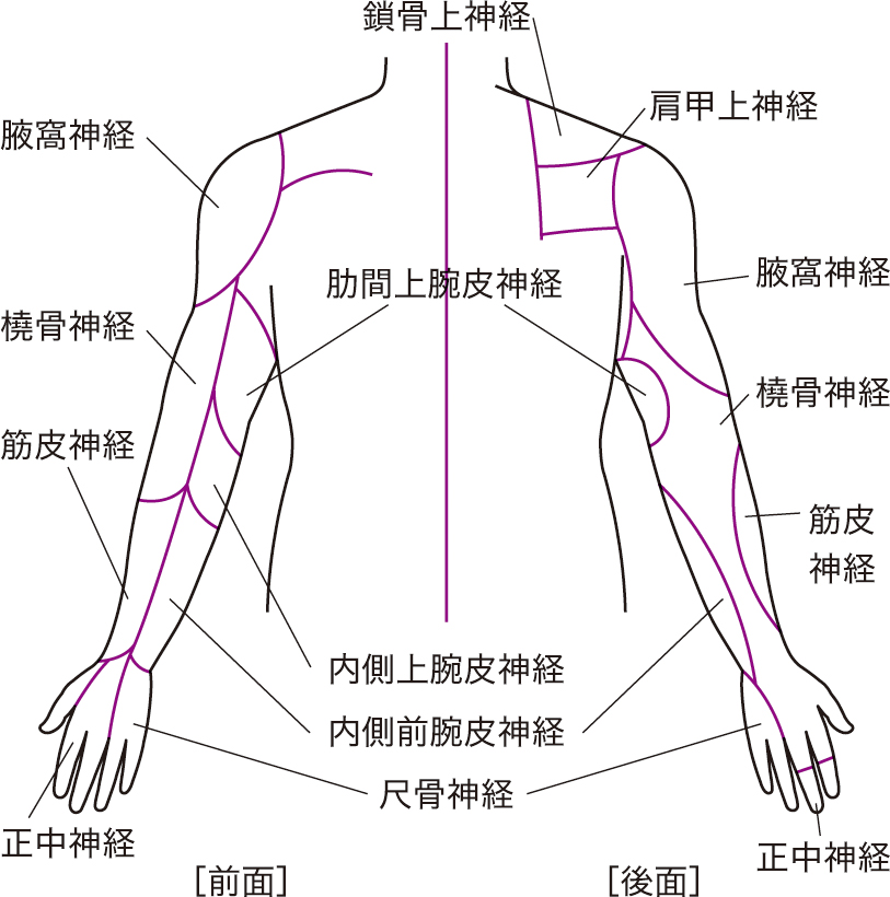 上肢 の 神経 走行